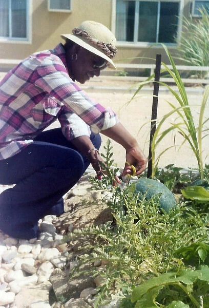 British Caribbean woman trimming plants in Oman