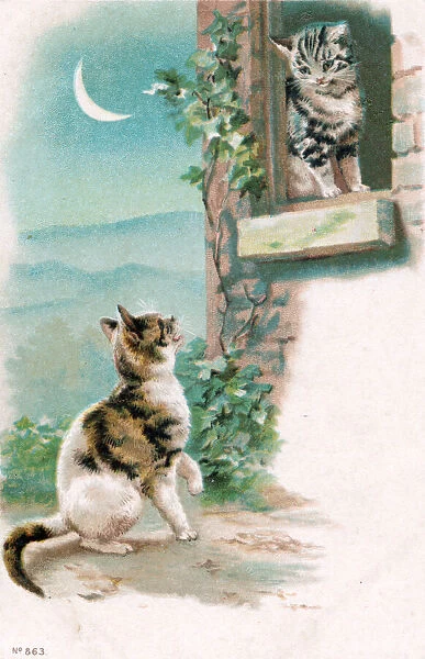 Two cats in the moonlight on a postcard