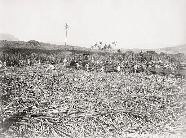 Cutting sugar cane, Barbados, West Indies