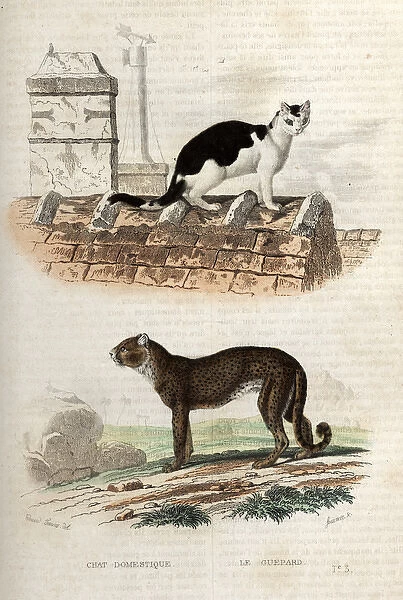Domestic cat on a roof and a cheetah