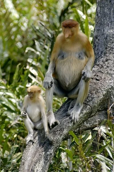 Female Proboscis monkey with an infant came with