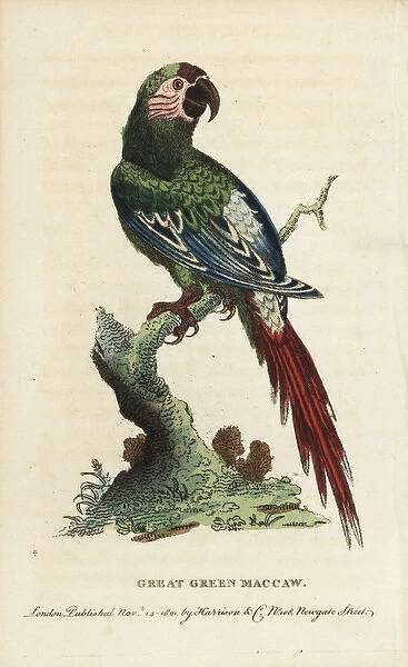 Great green macaw, Ara ambiguus
