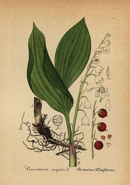 Lily of the valley, Convallaria majalis