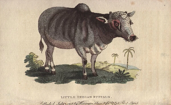 Little Indian buffalo, Bos indicus
