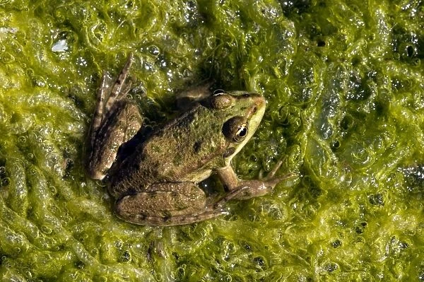 Marsh Frog - basks in the sun