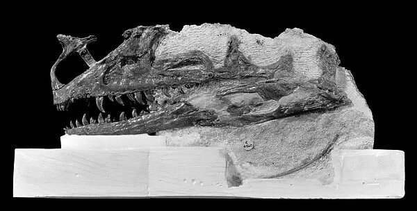 Proceratosaurus fossil skull