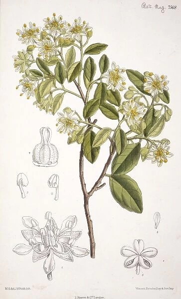 Quillaja saponaria, soap tree