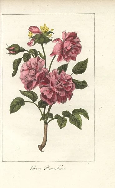 Rose panachee, pink and crimson rose