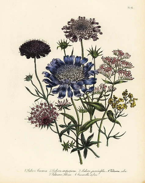 Scabious and valerian species