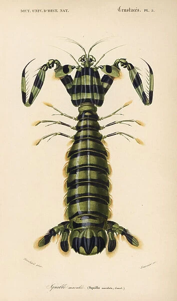 Spearer mantis shrimp, Lysiosquillina maculata
