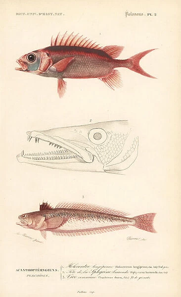 Squirrelfish and greater weever
