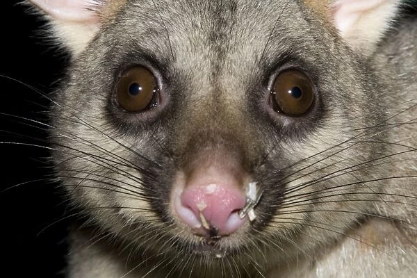 Australian Brushtail Possum - with seed husks on its nose as evidence of feeding on a bird feeder at night. A common urban and suburban inhabitant, this species occurs in woodland, where it feeds on leaves and fruit in the canopy, or on the ground