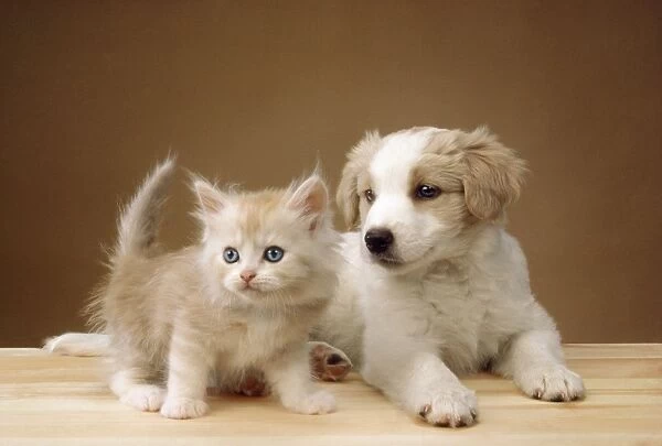 Cat - kitten with puppy