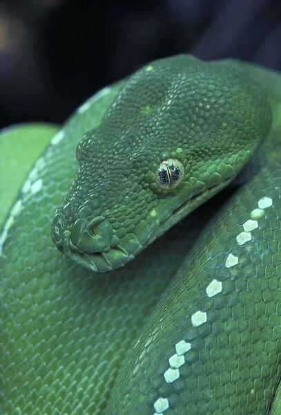 Green Python - Close-up of head. Australia - Found in rainforest areas of eastern Cape York Peninsula - A nocturnal arboreal Python which normally shelters in tree hollows-epiphytic ferns-etc during the day