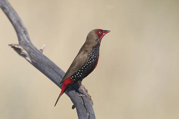 Painted Finch  /  Firetail, male perched. Inhabits arid spinifex covered land especially where there are rocky hills with pools of water. Usually in small flocks. A bird of the Australian outback. Nomadic. Nests in spinifex clumps