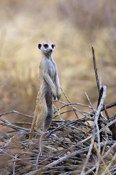 Suricate  /  Meerkat - Sentry keeping watch for predators. Preys mainly on arthropods, also reptiles obtained by digging. Inhabits open, arid country. Kgalagadi Trandfrontier Park, Northern Cape, South Africa