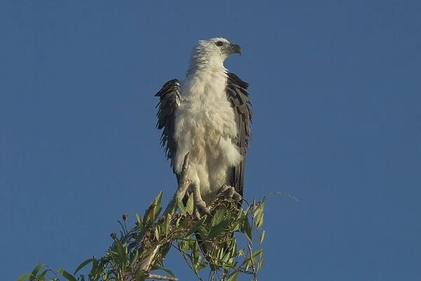 White-bellied Sea-Eagle - Perched on tree, riffling feathers. Found right around Australian coasts and inland along large rivers. Yellow Waters, Kakadu National Park, Northern Territory, Australia - A World Heritage listed park