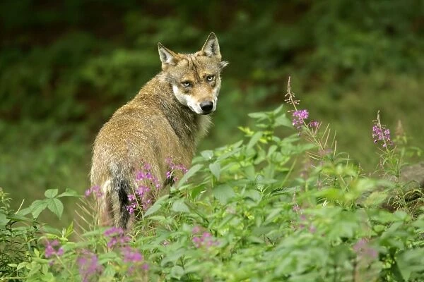 Wolf adult wolf standing on forest clearing amidst stand of fireweed looking into camera Bavaria, Germany