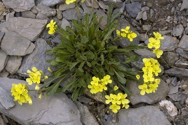 Alpine cabbage (Brassica repanda)