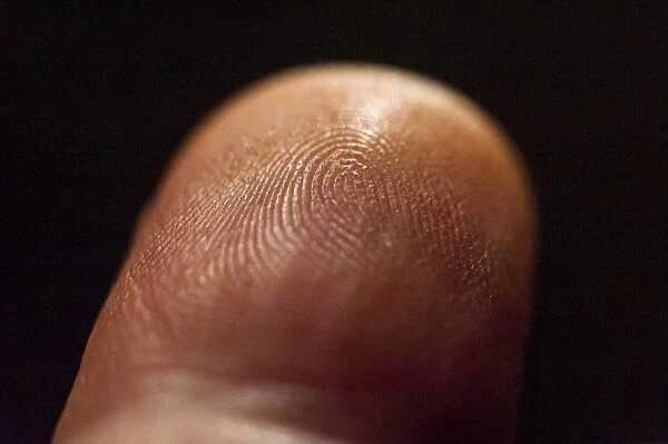Dermal ridges on fingertip C015  /  3467