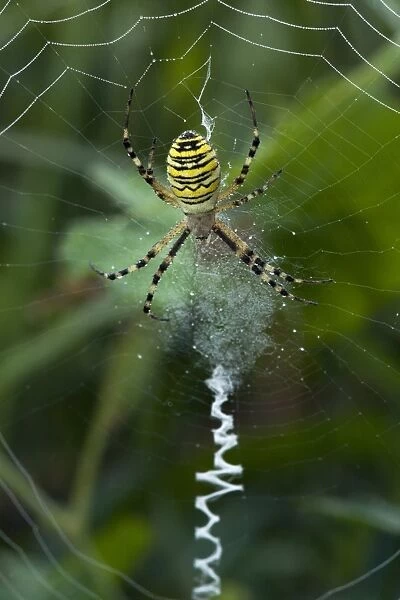 A female Wasp Spider