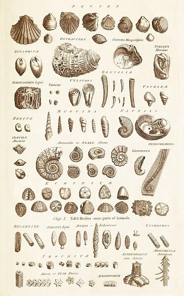 Fossil Shells C017  /  3532