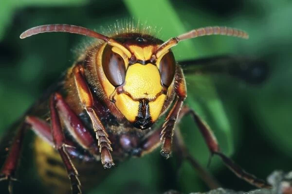 Hornet head
