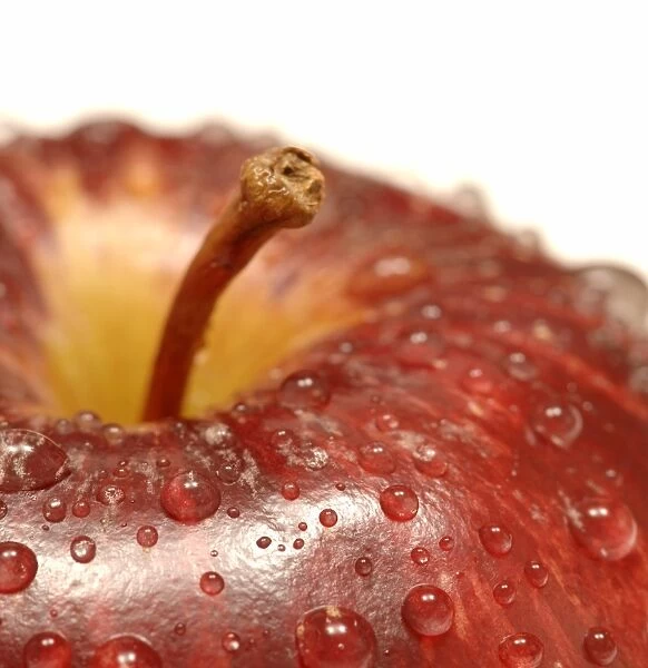 Red apple ( Malus sp. ) covered indroplets of water