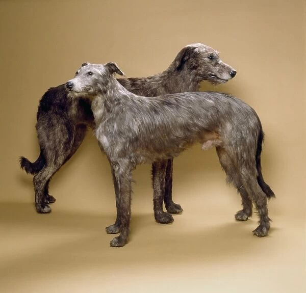 Scottish deerhounds, stuffed specimens C016  /  5136