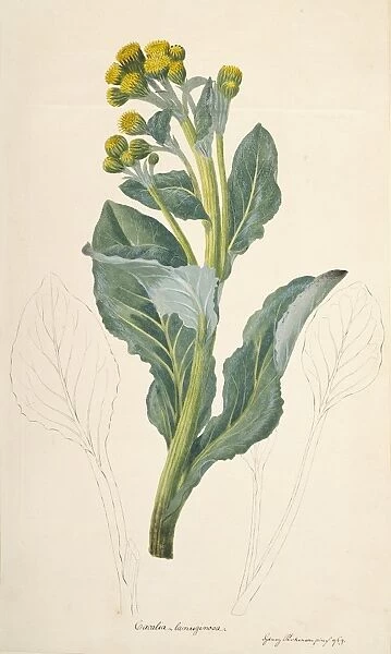 Sea cabbage (Senecio candidans), 1769 C016  /  5134