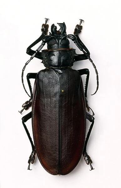 Titan beetle C016  /  5668