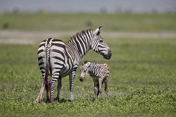Common zebra (plains zebra) (Burchells zebra) (Equus burchelli) mare and just-born foal