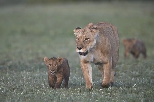 Two lion (Panthera leo) cubs and their mother, Ngorongoro Crater, Tanzania, East Africa
