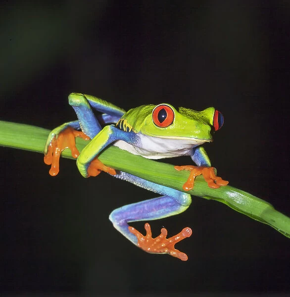 Red eyed tree frog (Agalychins callydrias) on green stem, Sarapiqui, Costa Rica