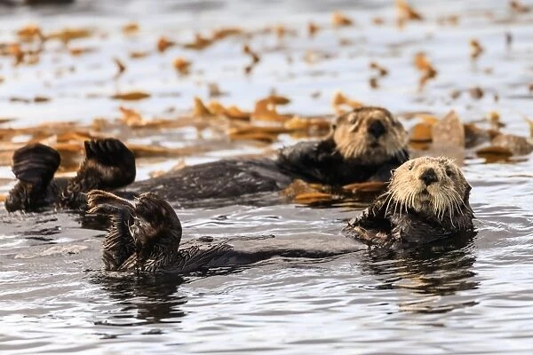 Sea otters (Enhyrda lutris), endangered species, calm waters of Sitka Sound, Sitka