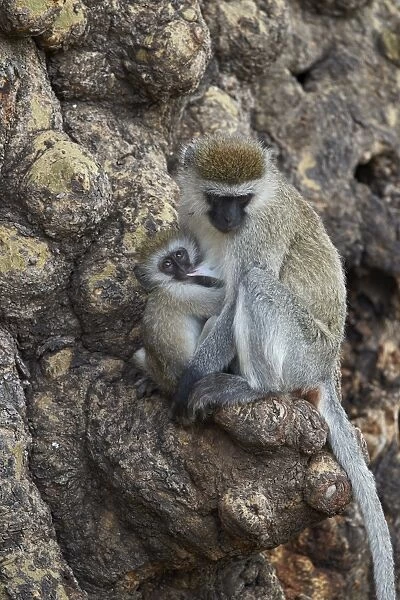 Vervet monkey (Chlorocebus aethiops) mother nursing her infant, Ngorongoro Crater