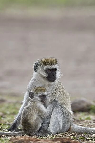 Vervet monkey (Chlorocebus aethiops) nursing, Ngorongoro Crater, Tanzania, East Africa