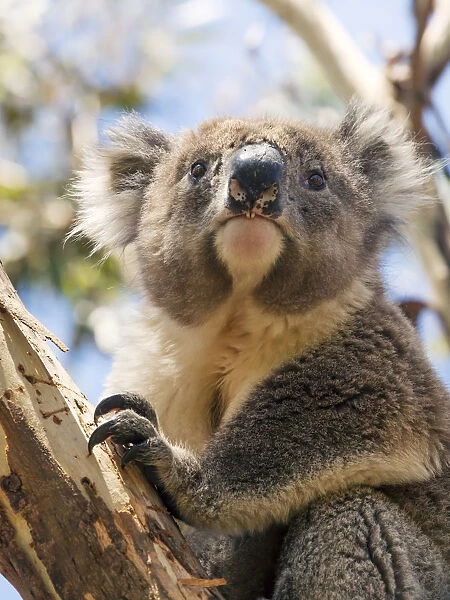 Cape Otway, Victoria, Australia. Wild koala on a eucalyptus tree