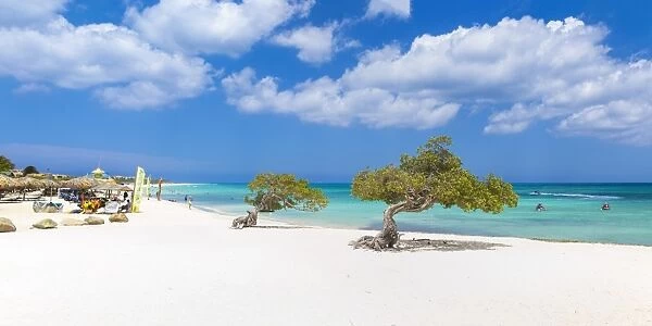 Caribbean, Netherland Antilles, Aruba, Divi Divi Trees on Eagle Beach