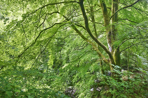 Deciduous forest - United Kingdom, Scotland, Perth and Kinross, Aberfeldy