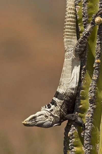 San Esteban spiny-tailed iguana (Ctenosaura conspicuosa), an endemic iguana found only on Isla San Esteban in the Gulf of California (Sea of Cortez), Mexico. This large iguanid has become specialized in climbing the tall columnar Cardon cactus to