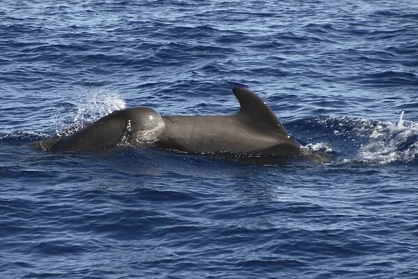 Short-fin Pilot Whale, Globicephala macrorhynchus, mother and calf swimming off the Azores Islands (RR)