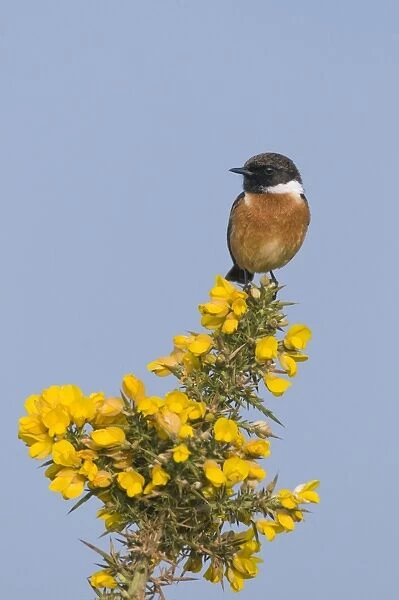 Common Stonechat (Saxicola torquata) adult male, perched on flowering gorse, Kelling Heath, Norfolk, England, april