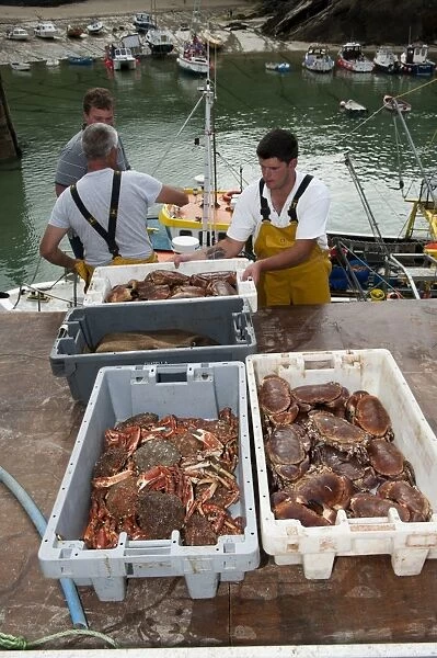 Crab fishing, fishermen landing Spiny Spider Crab (Maia squinado) and Edible Crab (Cancer pagurus) catch at harbour
