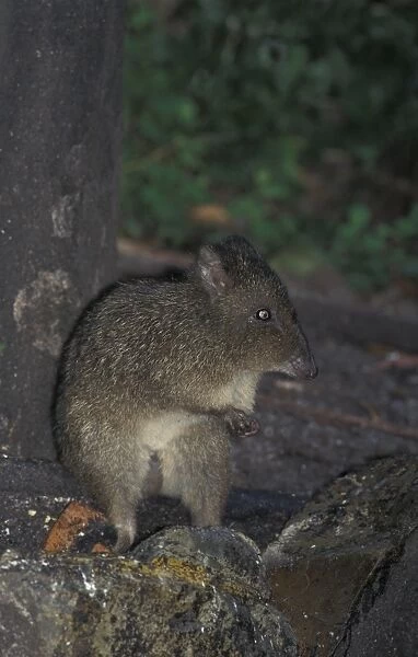 Long-nosed Potoroo (Potorous tridactylus) Tasmania, Australia