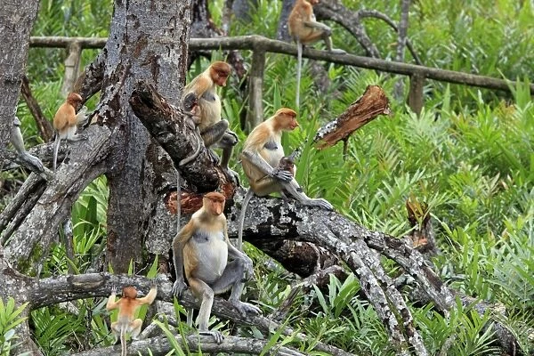 Proboscis Monkey (Nasalis larvatus) adult females with young, group sitting in tree, Labuk Bay, Sabah, Borneo, Malaysia