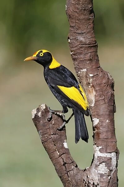 Regent Bowerbird (Sericulus chrysocephalus) adult male, perched on branch, Green Mountain, Lamington N. P