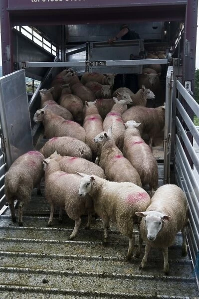 Sheep farming, sheep flock being loaded onto wagon at market, Welshpool auction mart, Welshpool, Powys, Wales, august