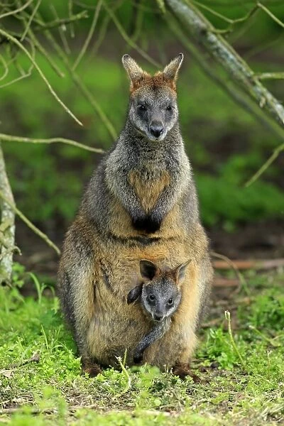 Swamp Wallaby (Wallabia bicolor) adult female with young, looking out from pouch, Wilsons Promontory N. P