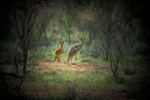 Australia, New South Wales, Broken Hill, outback. A red and grey kangaroo in the outback